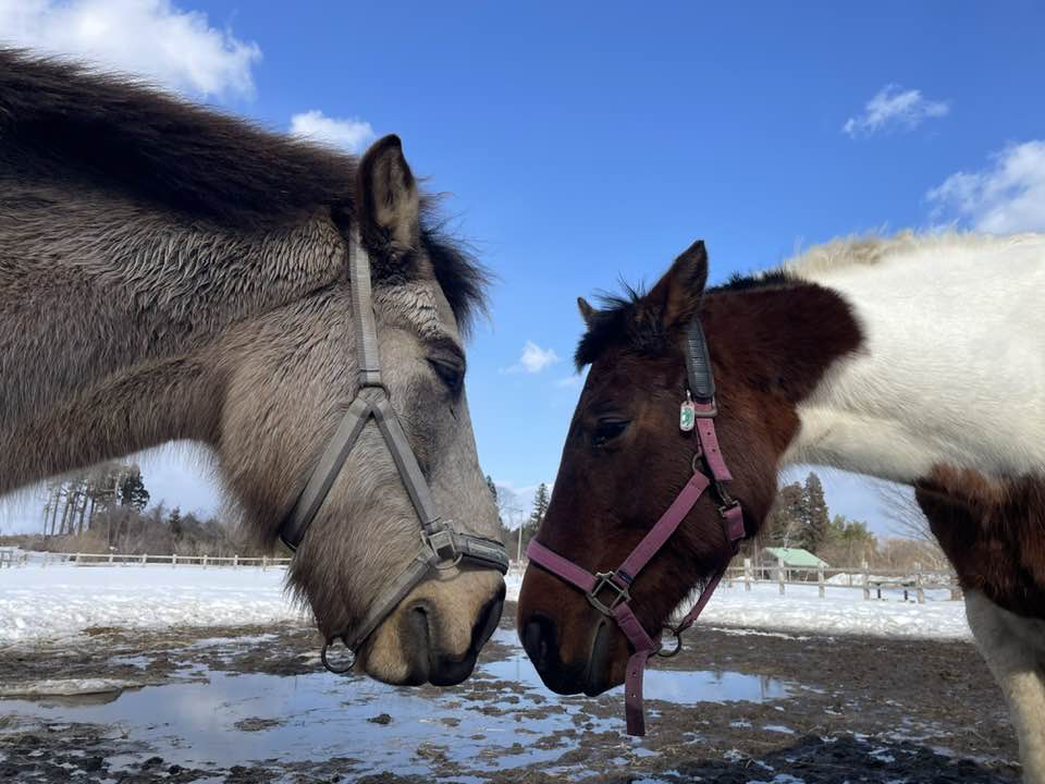 三沢ホースパーク